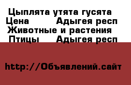 Цыплята утята гусята › Цена ­ 35 - Адыгея респ. Животные и растения » Птицы   . Адыгея респ.